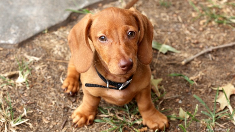 Dachshund Growth & Weight Guide: Track Your Dog’s Development