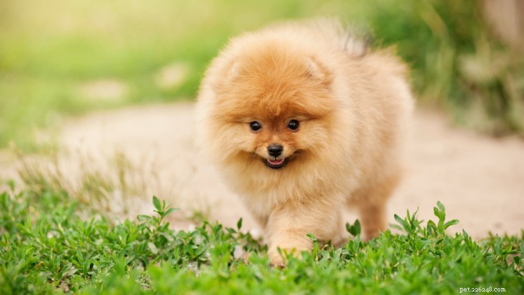 Pomeranian Growth & Weight Guide: Accurate Chart & Expert Tips