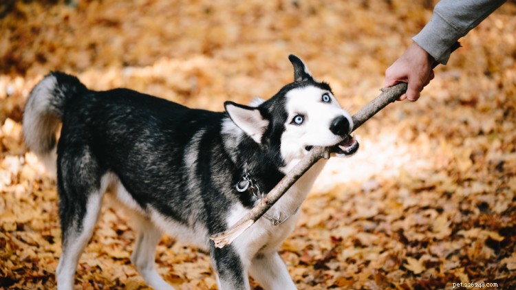 Siberian Husky Growth & Weight Guide – Essential Health Insights