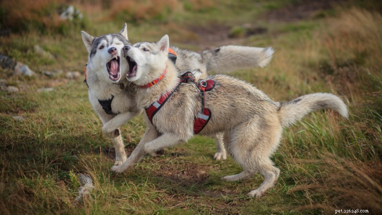 Siberian Husky Growth & Weight Guide – Essential Health Insights