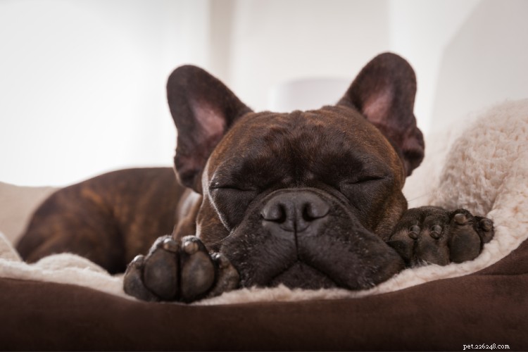 Essential Guide to Dog Health: Breed, Size, and Age-Related Conditions