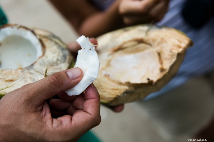 Is Coconut Safe for Dogs? A Comprehensive Guide