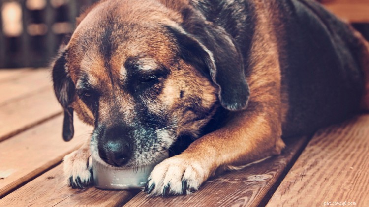 Is Tuna Safe for Dogs? Expert Guide on Feeding Your Pet Tuna