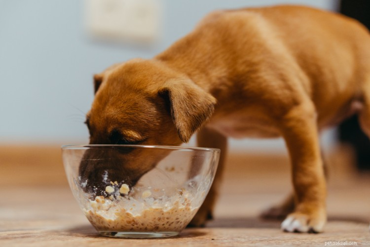 Is Milk Safe for Dogs? A Comprehensive Guide to Lactose and Health