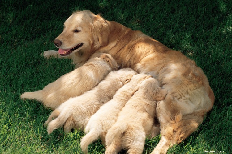 Is Milk Safe for Dogs? A Comprehensive Guide to Lactose and Health