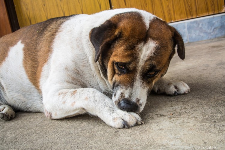 Is Milk Safe for Dogs? A Comprehensive Guide to Lactose and Health