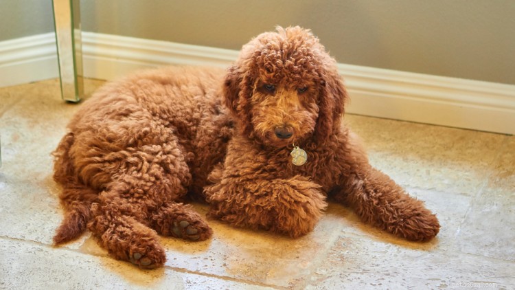 Complete Labradoodle Growth & Weight Guide: Expert Insights & Charts