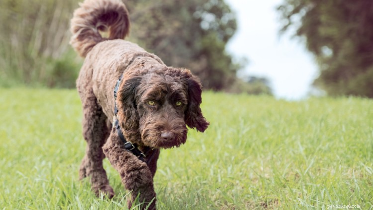 Complete Labradoodle Growth & Weight Guide: Expert Insights & Charts