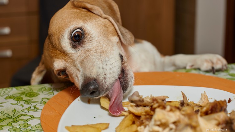 Understanding Canine Colitis: Symptoms, Diagnosis & Effective Treatments