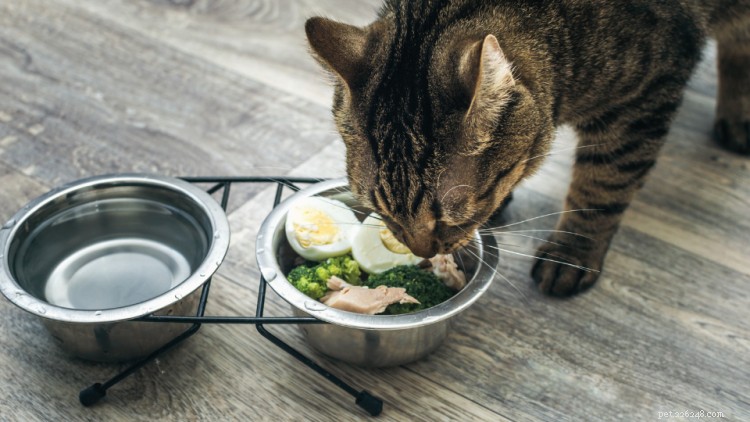 Can Cats Safely Eat Eggs? A Vet-Approved Guide to Benefits & Risks