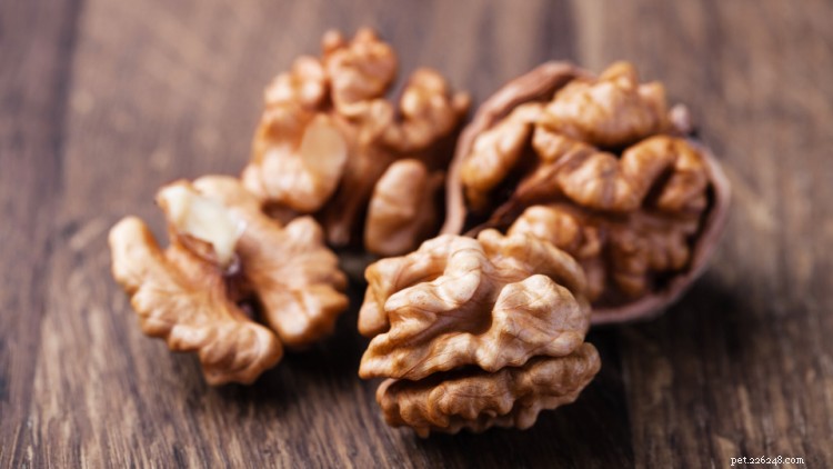 Are Walnuts Safe for Dogs? A Complete Guide to Risks & Benefits