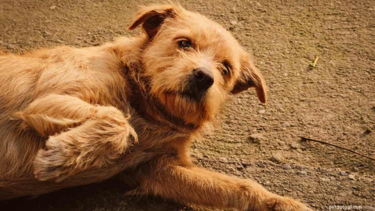 Are Walnuts Safe for Dogs? A Complete Guide to Risks & Benefits