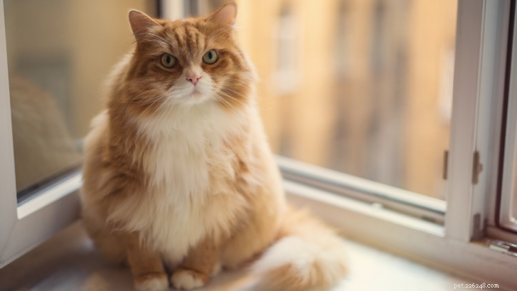 Peanut Butter and Cats: Is It Safe? Expert Guide to Feeding Your Feline
