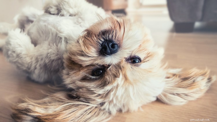 Is Cinnamon Safe for Dogs? A Comprehensive Guide