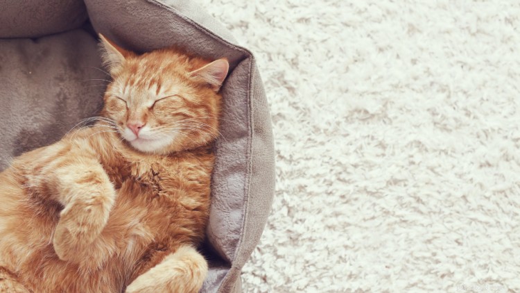 Gabapentin in Cats: Uses, Dosage, and Side Effects Explained