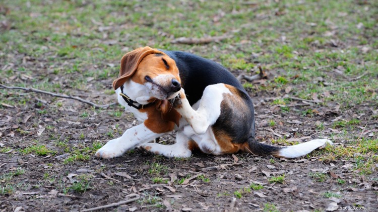 Ear Mites in Dogs: What They Are, Symptoms, and Effective Treatments