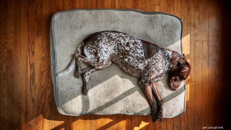 Melatonin for Dogs: Expert Guide to Uses, Dosage, and Safety