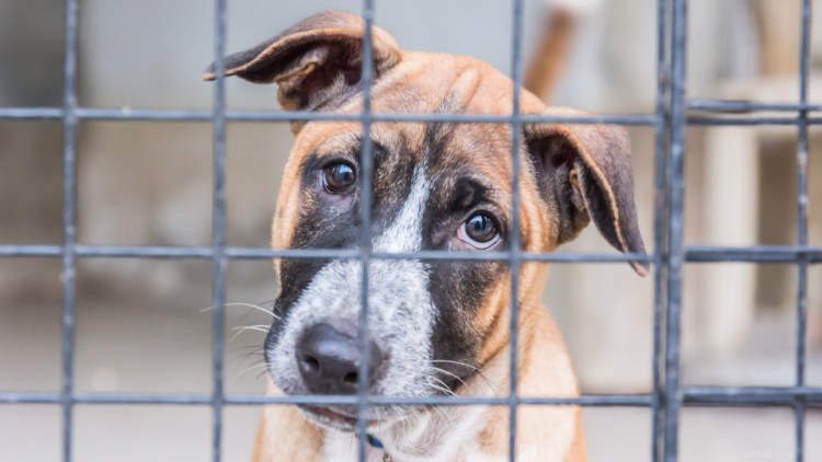 Canine Distemper: Recognize Symptoms, Effective Treatments, and Prevention Strategies