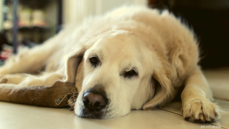 Understanding Dog Heart Murmurs: Causes, Symptoms, and Effective Treatments