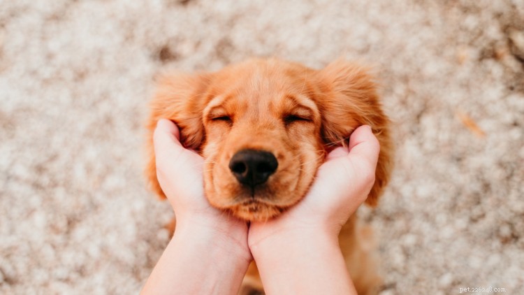 Understanding Coccidia in Puppies: Symptoms, Diagnosis, and Proven Treatment