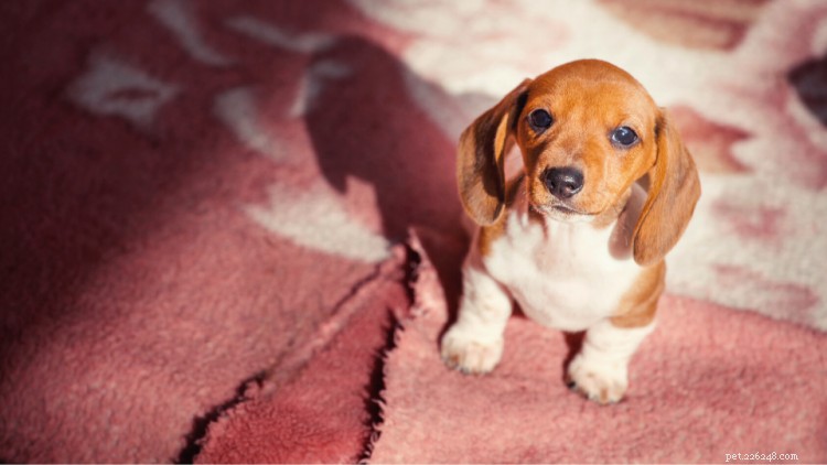 Understanding Coccidia in Puppies: Symptoms, Diagnosis, and Proven Treatment