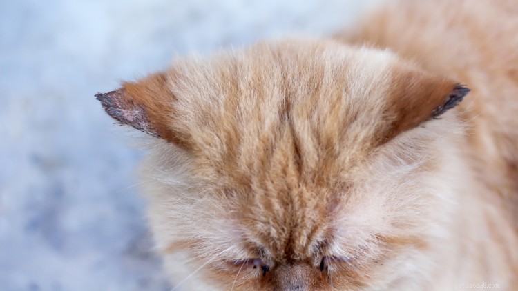 Ringworm in Cats: Causes, Symptoms, and Effective Treatments