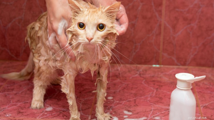 Ringworm in Cats: Causes, Symptoms, and Effective Treatments
