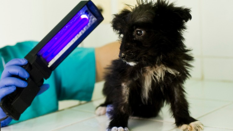 Dog Ringworm Guide: Symptoms, Effective Treatments & Prevention Tips
