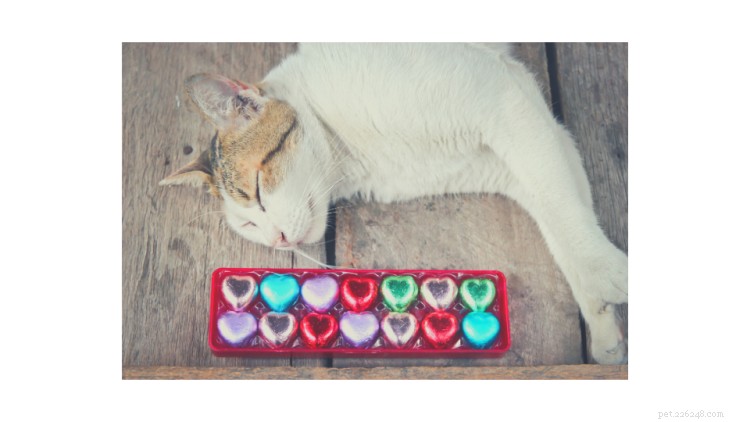Is Chocolate Safe for Cats? Expert Insights & Prevention Tips