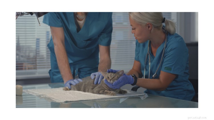Is Chocolate Safe for Cats? Expert Insights & Prevention Tips