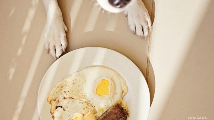 Can Dogs Eat Eggs? A Professional Guide to Safe Consumption