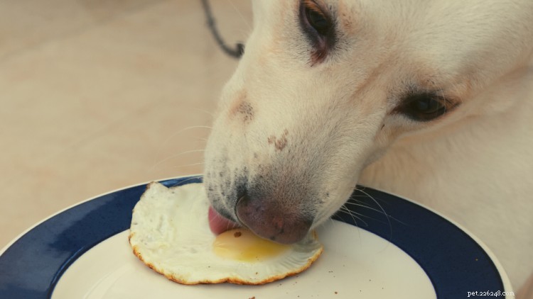 Can Dogs Eat Eggs? A Professional Guide to Safe Consumption