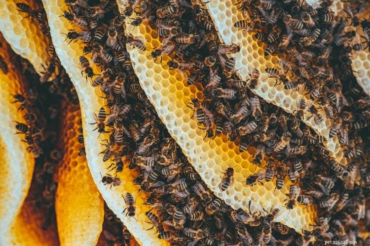 Is Honey Safe for Dogs? A Complete Guide