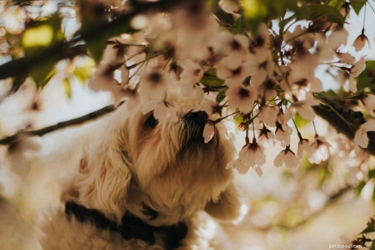 Is Honey Safe for Dogs? A Complete Guide