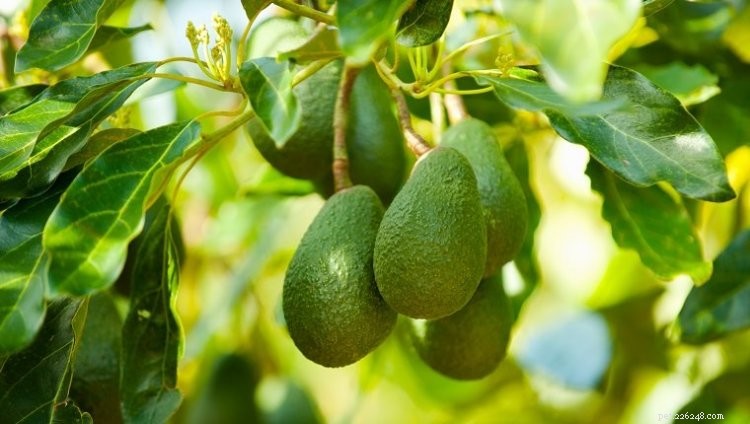 Are Avocados Safe for Dogs? A Veterinary-Backed Guide