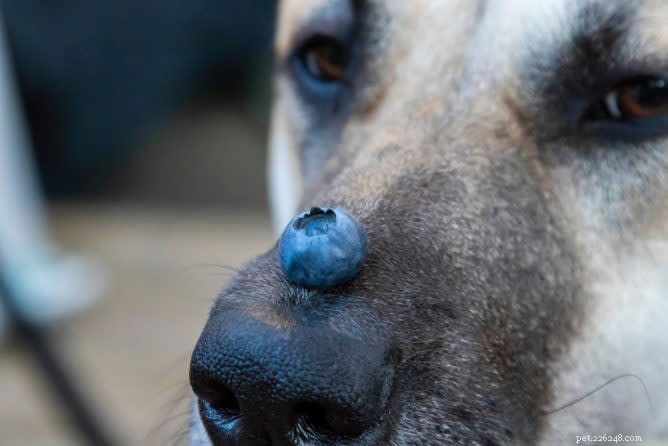 Are Blueberries Safe for Dogs? Expert Guide & Feeding Tips