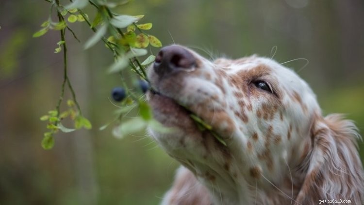Are Blueberries Safe for Dogs? Expert Guide & Feeding Tips