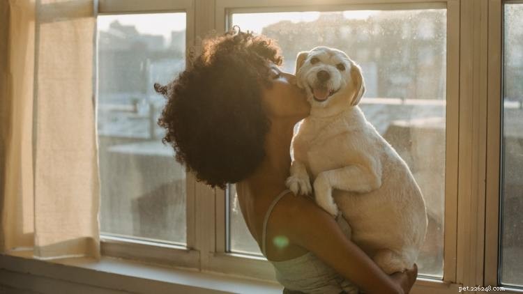 Canine Lymphoma: Recognizing Symptoms, Accurate Diagnosis, and Effective Treatment Options