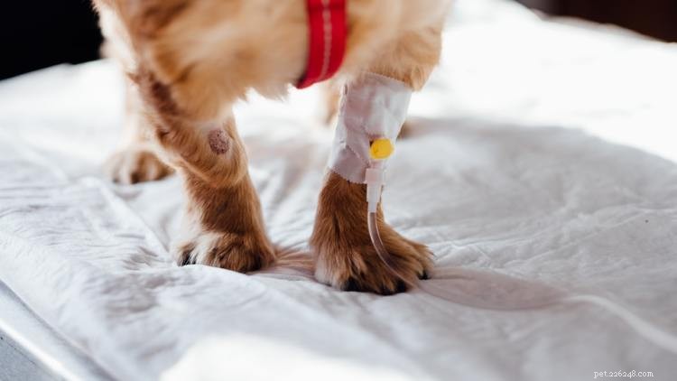 Canine Lymphoma: Recognizing Symptoms, Accurate Diagnosis, and Effective Treatment Options