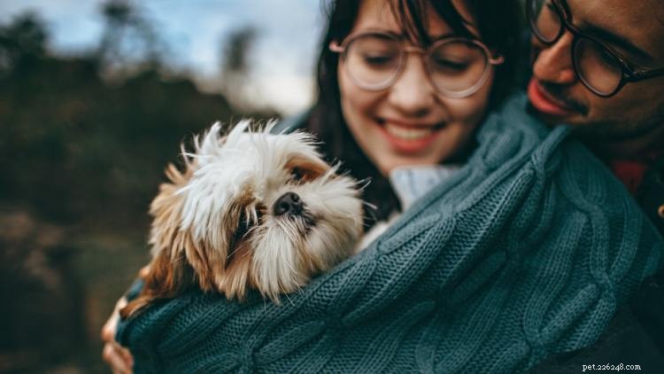 Shih Tzu Growth & Weight Chart: A Comprehensive Guide for Owners