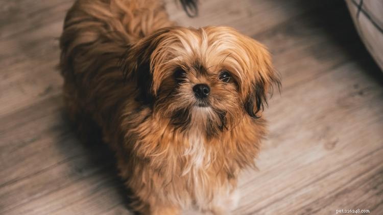 Shih Tzu Growth & Weight Chart: A Comprehensive Guide for Owners