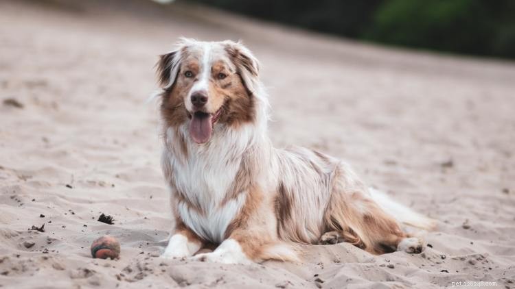 Australian Shepherd Growth & Weight Guide – Complete Chart & Expert Tips