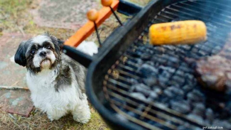 Can Dogs Eat Corn? A Professional Guide to Safety and Nutrition