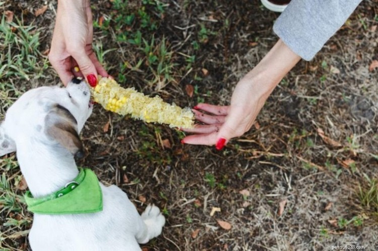 Can Dogs Eat Corn? A Professional Guide to Safety and Nutrition