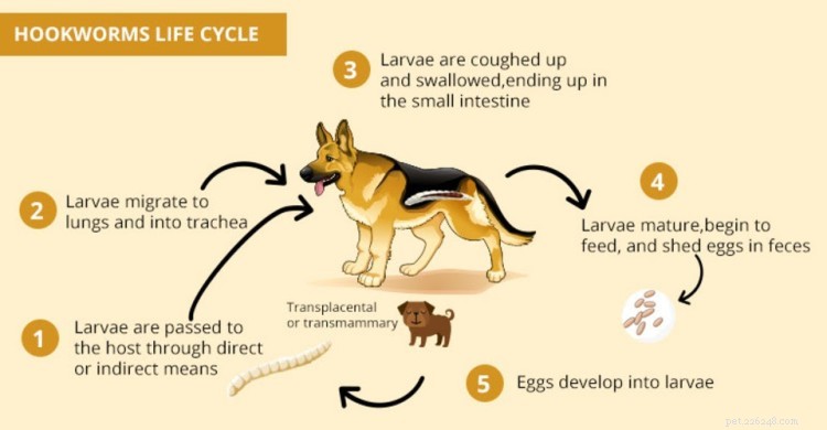 Hookworms in Dogs: Recognizing Symptoms, Effective Treatments & Prevention Tips