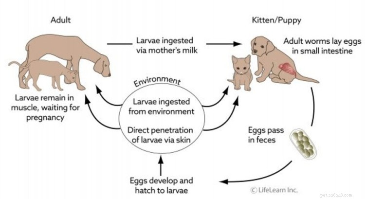 Hookworms in Dogs: Recognizing Symptoms, Effective Treatments & Prevention Tips