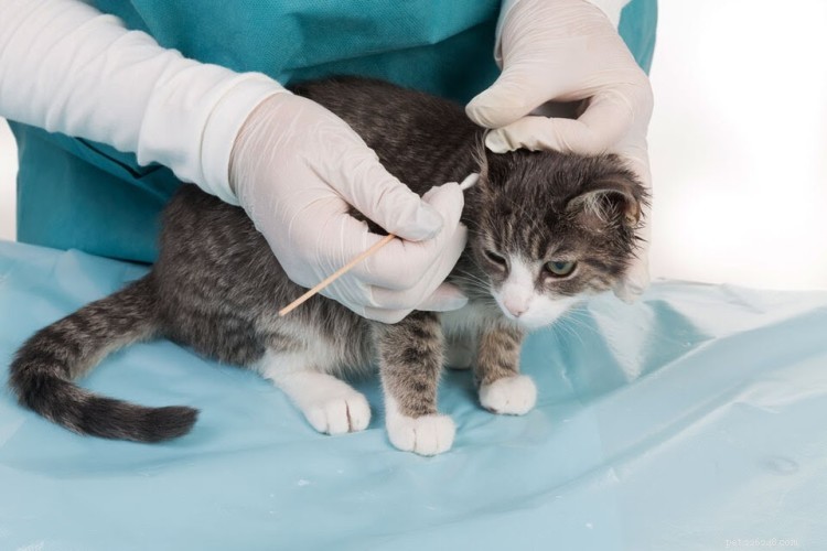Cat Ear Mites: Recognizing Symptoms & Effective Treatment
