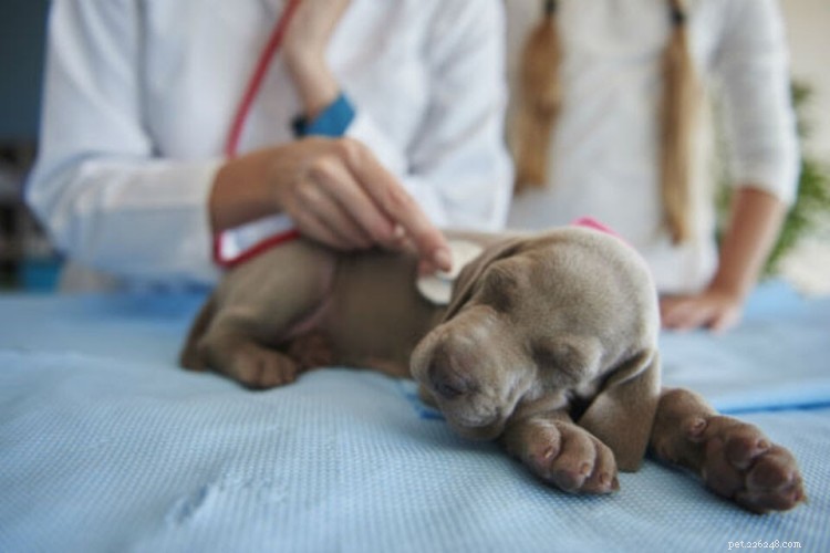 Parvovirus in Puppies: A Comprehensive Guide to Prevention and Care