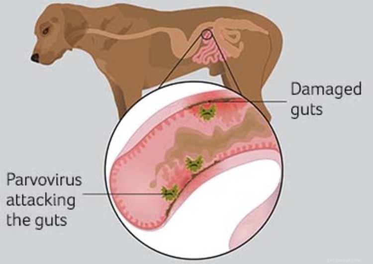 Parvovirus in Puppies: A Comprehensive Guide to Prevention and Care