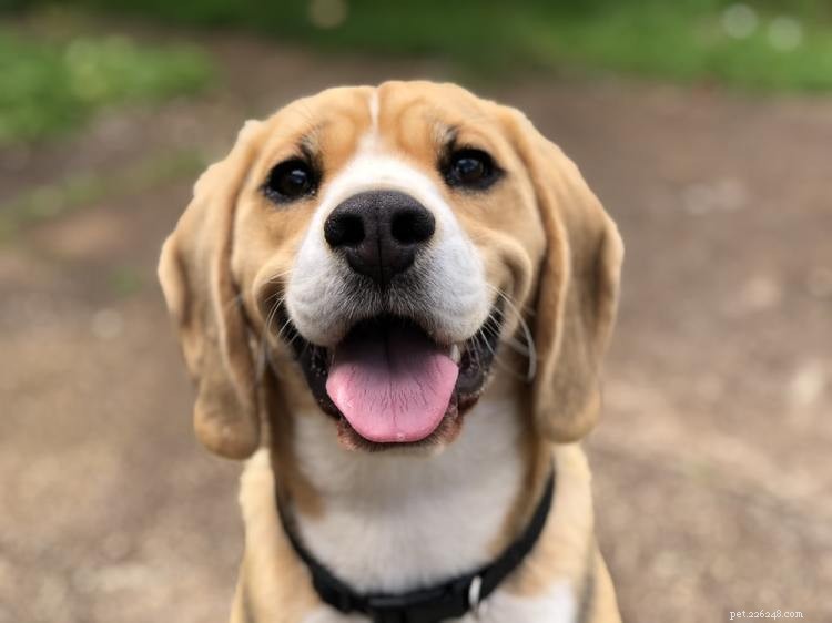 Beagle Growth & Weight Chart: A Complete Guide to Healthy Development
